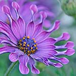 Cool purple flower